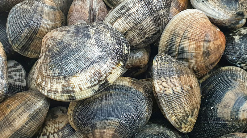 ESHD Shellfishing